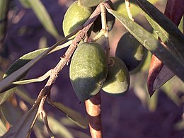 Olajfa (Olea europaea)