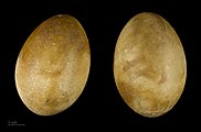 Ugyanazon búbos vöcsök fészekalj két tojása Jacques Perrin de Brichambaut(wd) francia ornitológus madártojás-gyűjteményéből védett madár tojása is védett![2]
