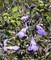 Salvia melissodora