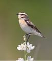 Das Braunkehlchen Saxicola rubetra