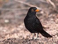 T. m. cabrerae on Gran Canaria, Canary Islands, Spain