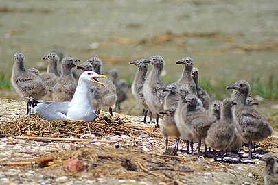 In Danube Biosphere Reserve