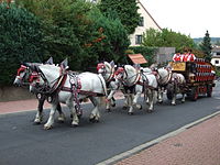 Sechser-Kaltblütergespann mit Brauereiwagen, 2007