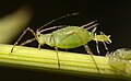 Kutu daun (Aphid). Kutu daun bukanlah kutu sejati karena lebih dekat kekerabatannya dengan wereng