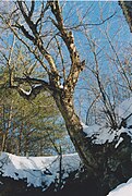 Betula alleghaniensis Tree