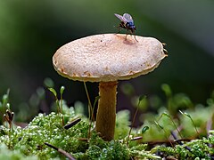 Boletaceae fliege