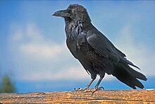 Common Raven at Byrce National Park.jpg