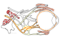 Map of the oculomotor nerve.