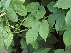 Humulus lupulus var. lupulus.