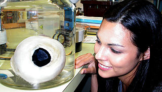 Preserved giant squid eye; together with that of the colossal squid it is the largest of any living animal