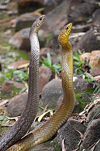 Indian Rat Snake