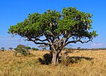 Vorschaubild für Leberwurstbaum