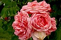 Rose 'Caprice de Meilland'