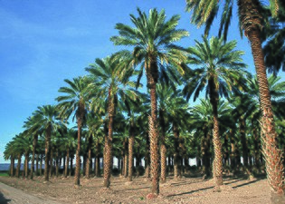Финиковые пальмы в Юме, штат Аризона