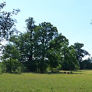 Naturdenkmal Eiche am Schöpsdamm, Pillnitz