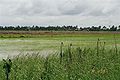 Image 28A rice field in Nickerie District (from Suriname)