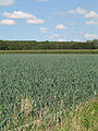 Ladang bawang perai di Houthulst, Belgium