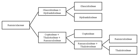 A Ranunculaceae család leszármazási kapcsolatai az APG II alapján.