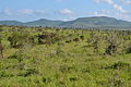 Savana dins la region de Kenya.