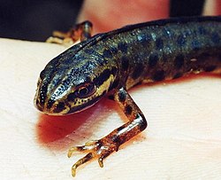 Lille vandsalamander (Triturus vulgaris). Foto, Christian Fischer