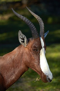 Blesbok (damaliscus pygargus phillipsi) near Namutoni, Etosha, Namibia