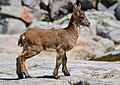 Western Spanish ibex, juvenile