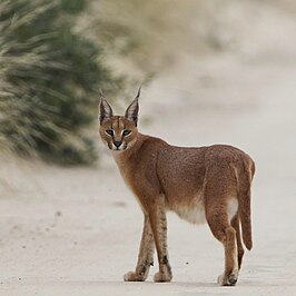 Caracal (dier)