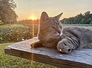 A cat at Adams Lake State Park