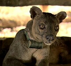 Fossa