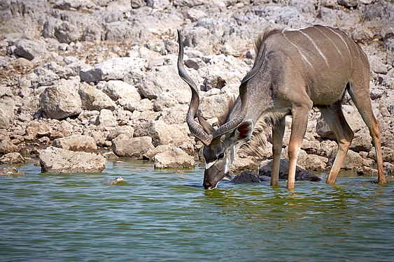 Greater kudu (tragelaphus strepsiceros) near Okaukuejo, Etosha, Namibia