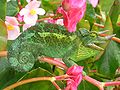 Image 9Jackson's chameleon