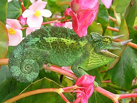 Chameleon Jackson ( Trioceros jacksonii )