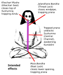 Mode of action of mudras, serving to trap prana and helping to unblock the central sushumna channel