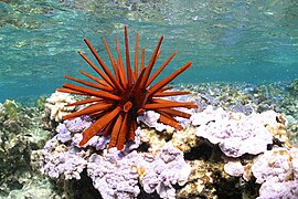 Pencil urchin (Heterocentrotus mammillatus).