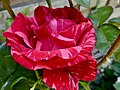 Rose de Molinard