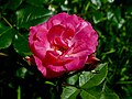 Ville de Roeulx (Rose)