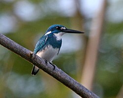 Debeszilais zivju dzenītis (Alcedo coerulescens)