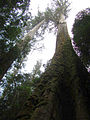 Image 33Eucalyptus regnans forest in Tasmania, Australia (from Old-growth forest)