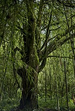 Amazing trees located in the Volcanoes Park, Rwanda