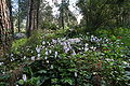 Cyclamen persicum i Israel