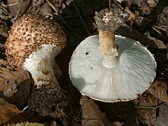 Lepiota aspera