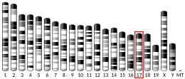 Chromosome 17 (souris)