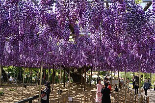 Double flowered wisteria 'Yae-kokuryu' at Ashikaga Flower Park