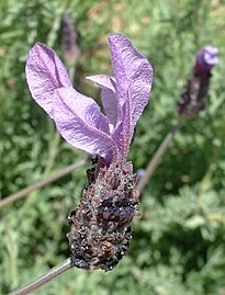 Cvet kultiviranog lavendera; Lavandula stoechas