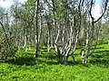 Image 33A stand of mountain birch at around 750 m in Trollheimen, typical of Scandinavian subalpine forests (from Montane ecosystems)