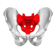 Sacrum - anterior view04.png