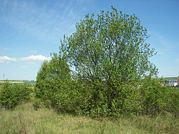 Blindė (Salix caprea)