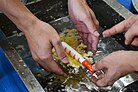 Artificial shrimp being attached to artificial batter