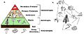 Image 6a) A trophic pyramid showing the different trophic levels in a community. b) A food web of the same community (from Community (ecology))