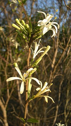 Turraea pubescens